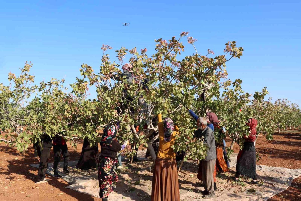 Gaziantep'te Antep Fıstığı Hasat Sezonu Sona Erdi