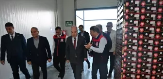 Denizli'de İhracatlık Nar Hasadına Başlandı