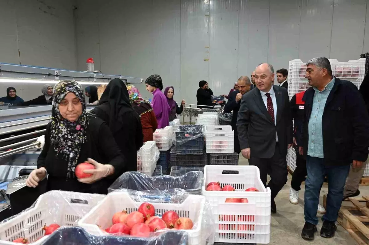 Denizli'den Avrupa'ya Nar İhracatı Başladı