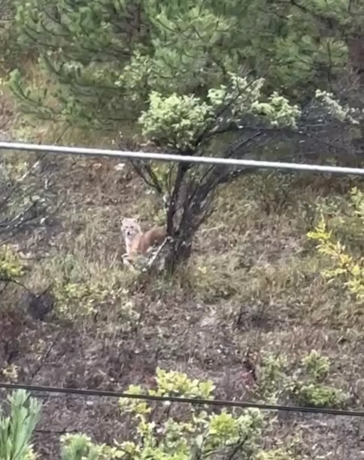 Bartın'da Kurtlar Kent Merkezine İndi