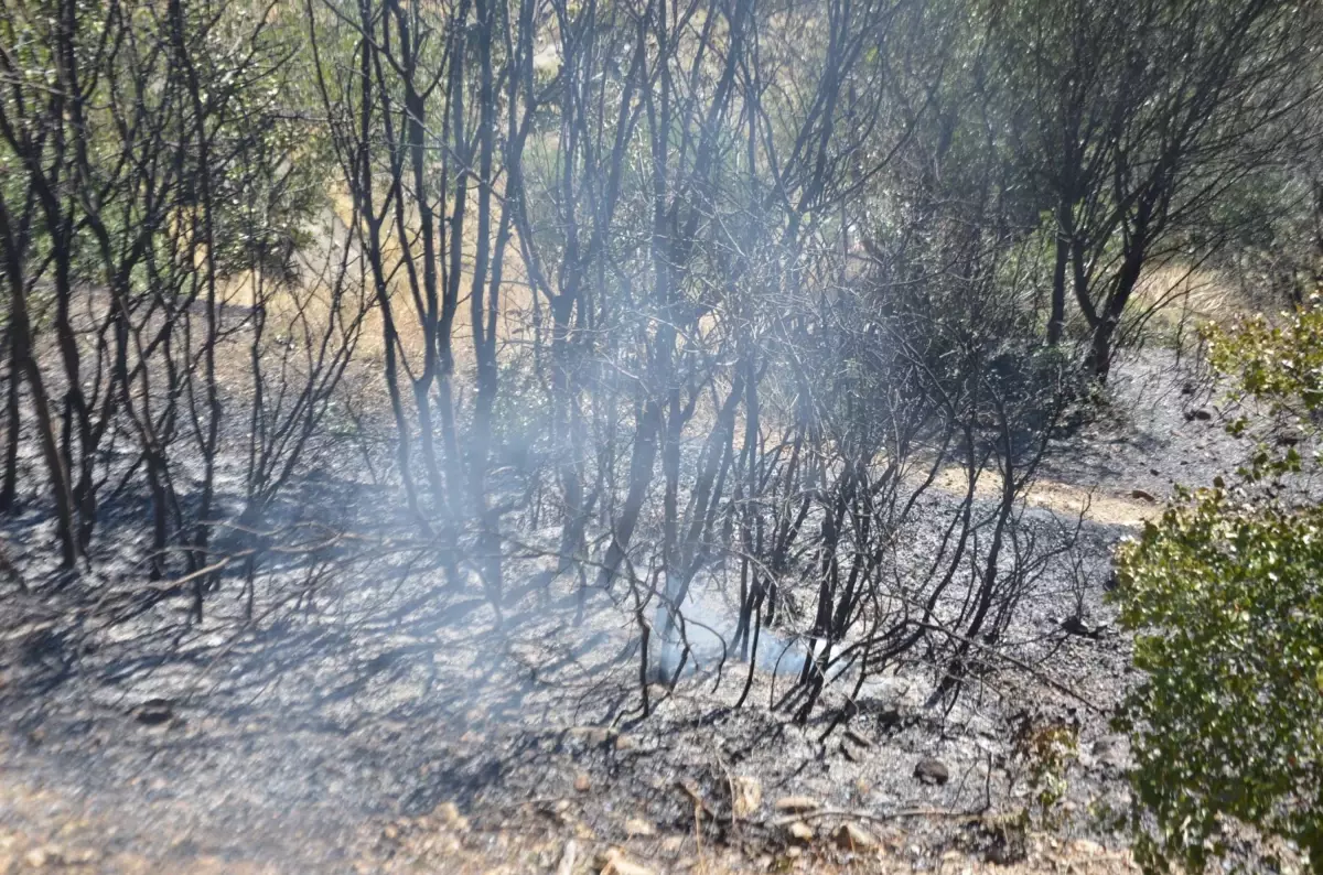 Aydın'da Maki Yangını Zeytinliğe Sıçradı