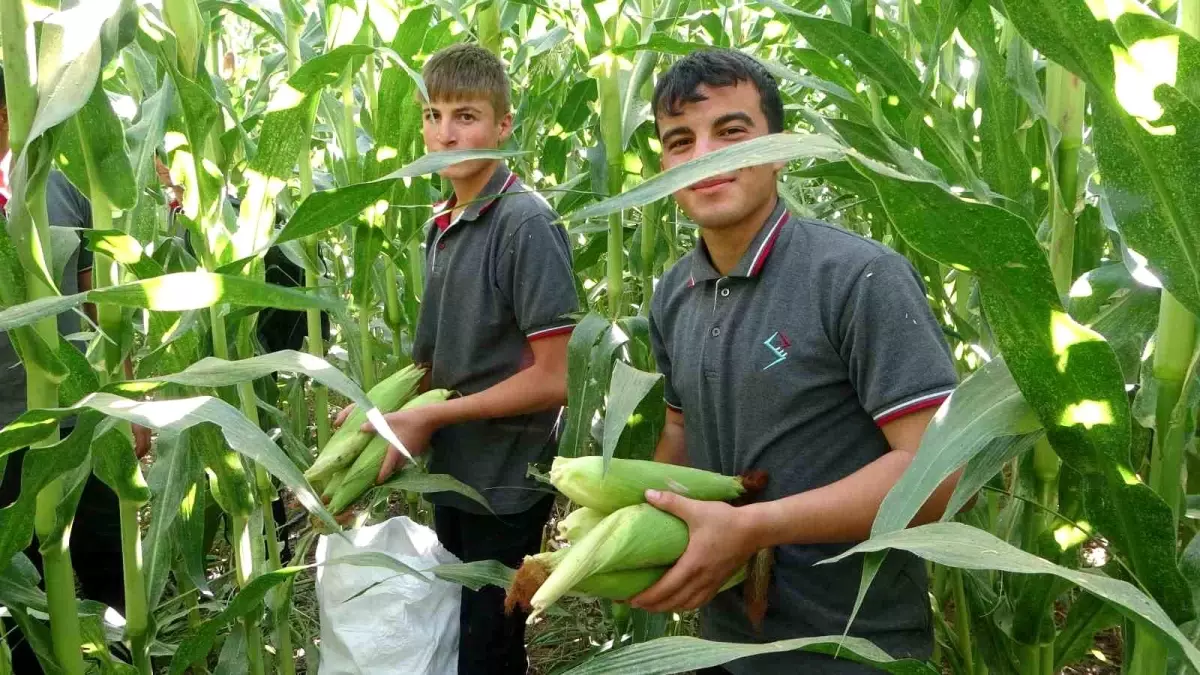 Malatya'da Tarım Lisesi'nde Mısır Hasadı Başladı