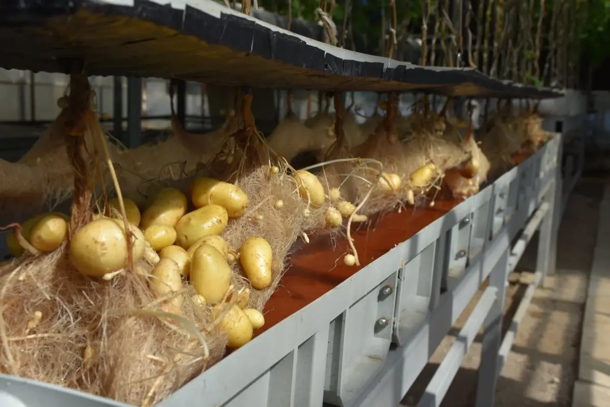 Niğde Patates Araştırma Enstitüsü'nden Yerli Patates Üretiminde Başarı