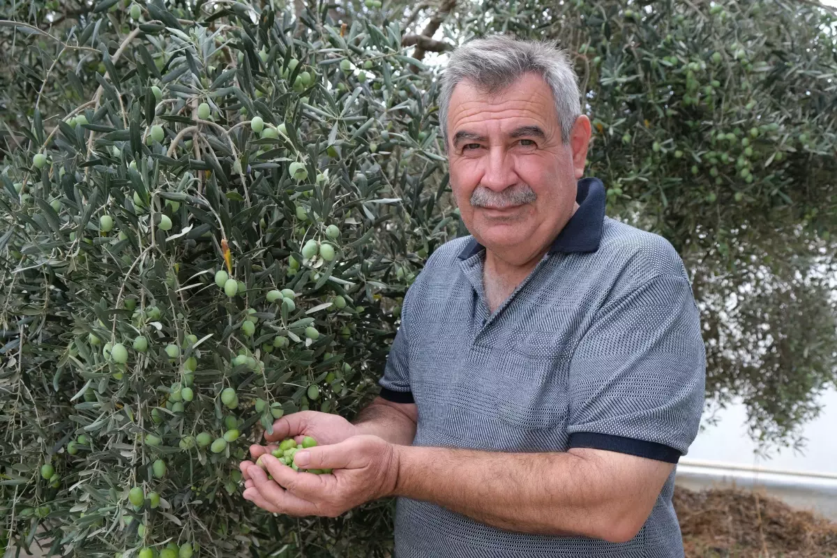 Alanya'da Zeytin Hasadı Başladı, Rekolte Yüzde 40 D düştü
