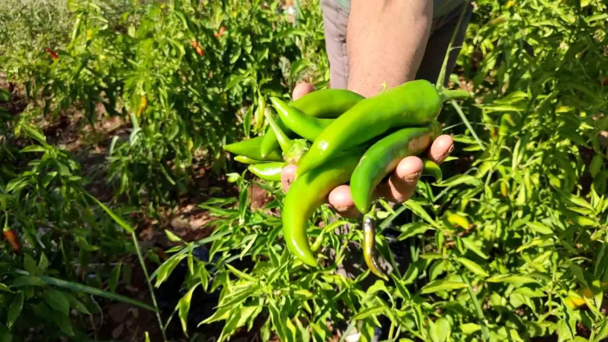 Denizli'de Kayaca Biberinde Hasat Sona Erdi