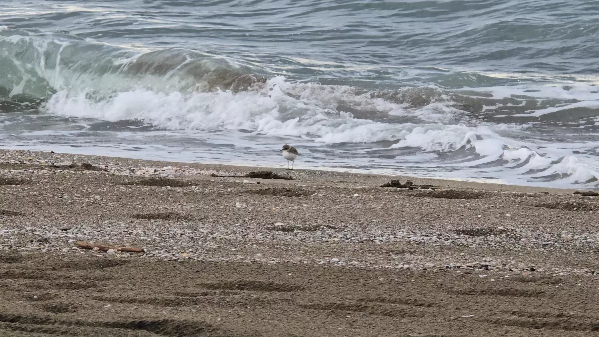 Samandağ'da Akça Cılıbıt Görüntülendi