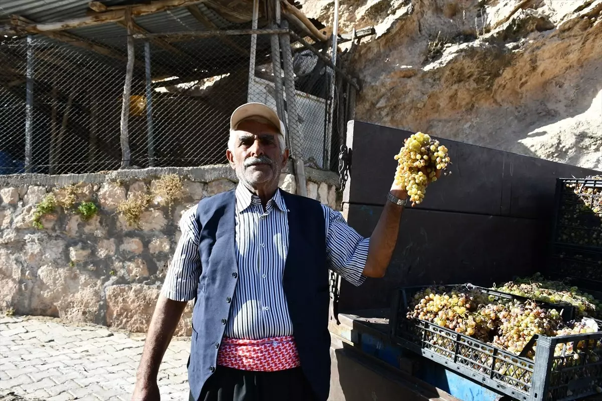 Gercüş'te Mezrone Üzümünden Pekmez Üretimi Başladı