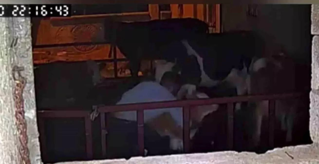 Adıyaman'da Hırsızlık: Buzağı Güvenlik Kamerasında