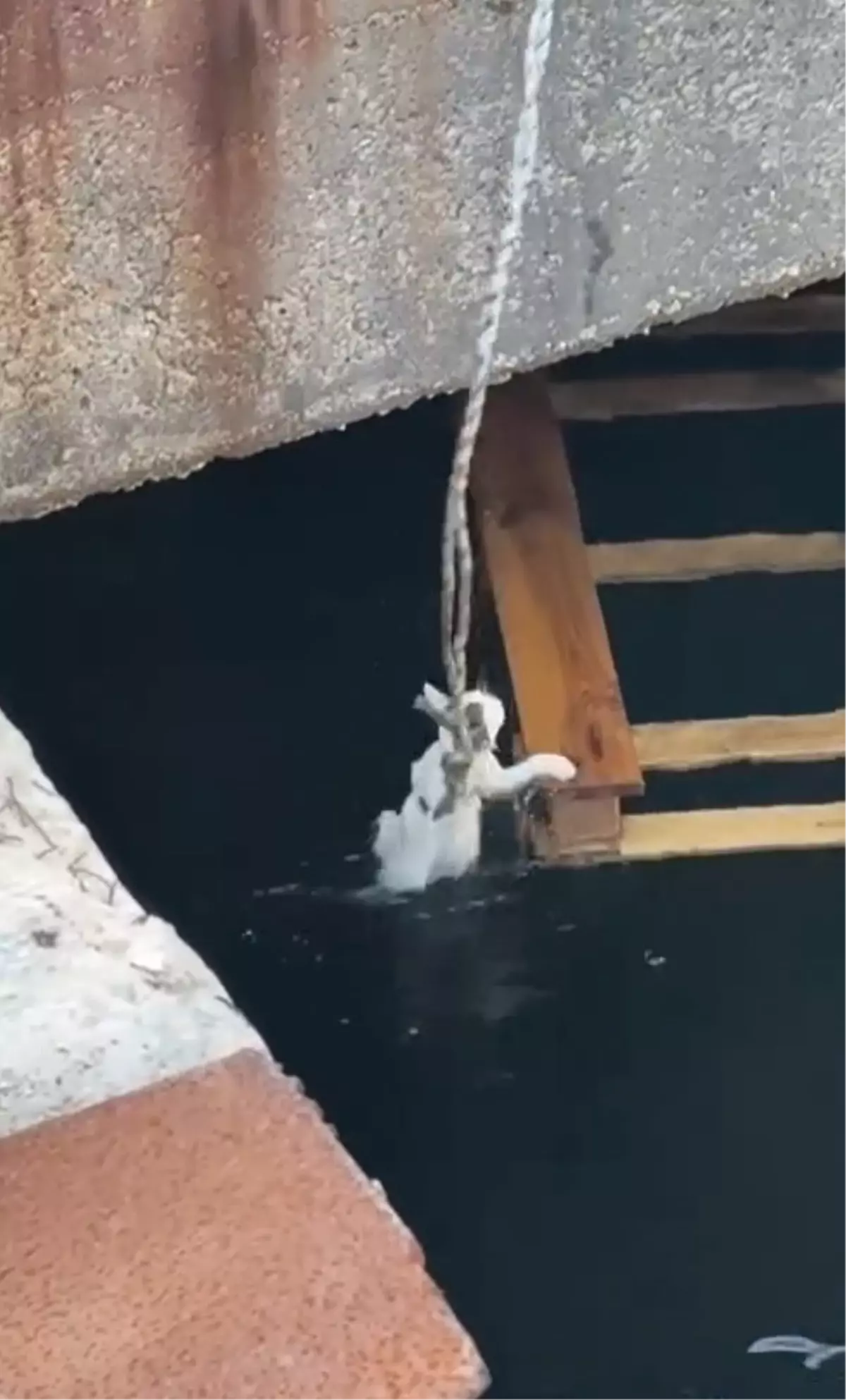 Denize Düşen Yavru Kediler Kurtarıldı