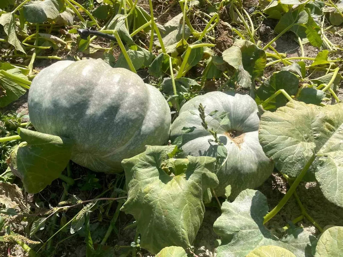 Çiftçi 40 Kilogramlık Kabaklarıyla Mutluluğunu Paylaştı