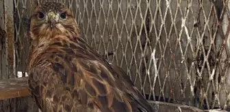 Yaralı Kızıl Şahin Kırşehir'de Tedavi Altına Alındı