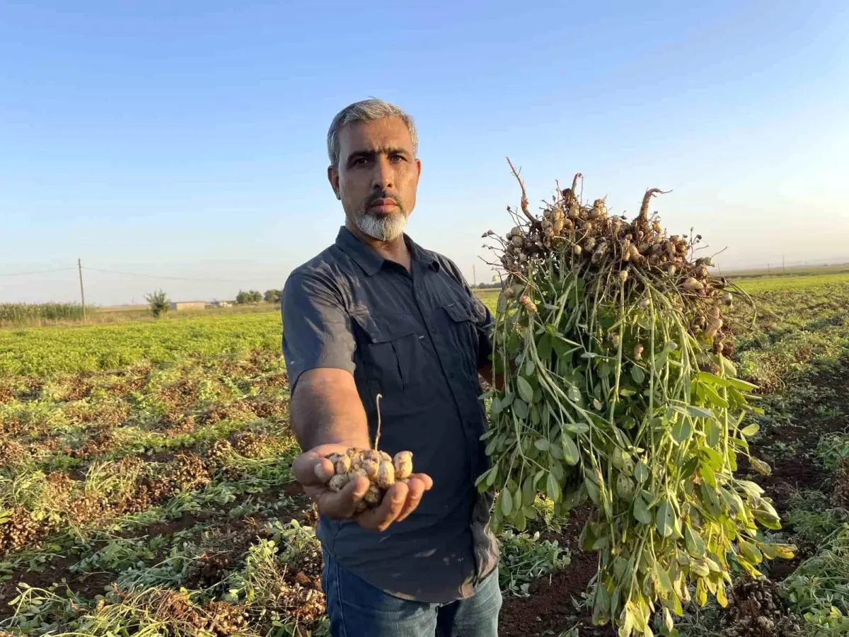 Şanlıurfa'da Çiftçiler Pamuktan Yer Fıstığına Geçiyor