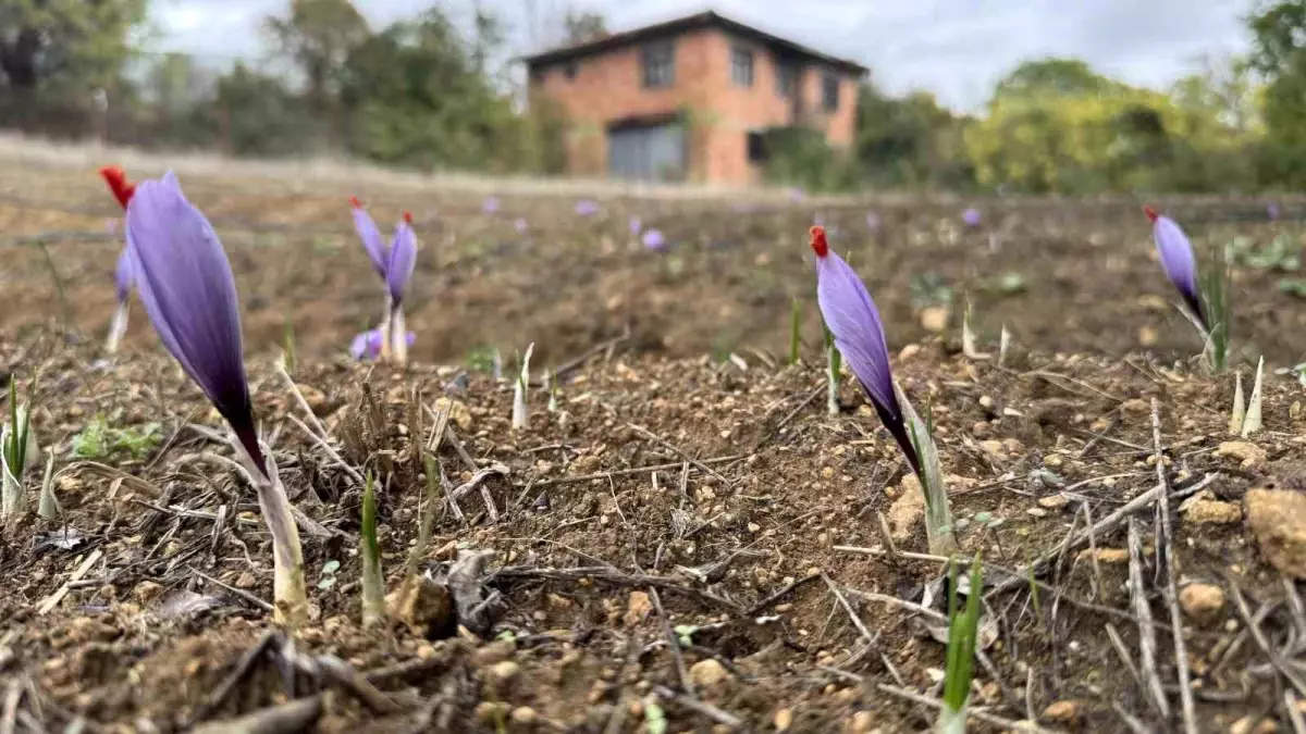 Karabük'te Dünyanın En Pahalı Baharatı Safran Erken Çiçek Açtı