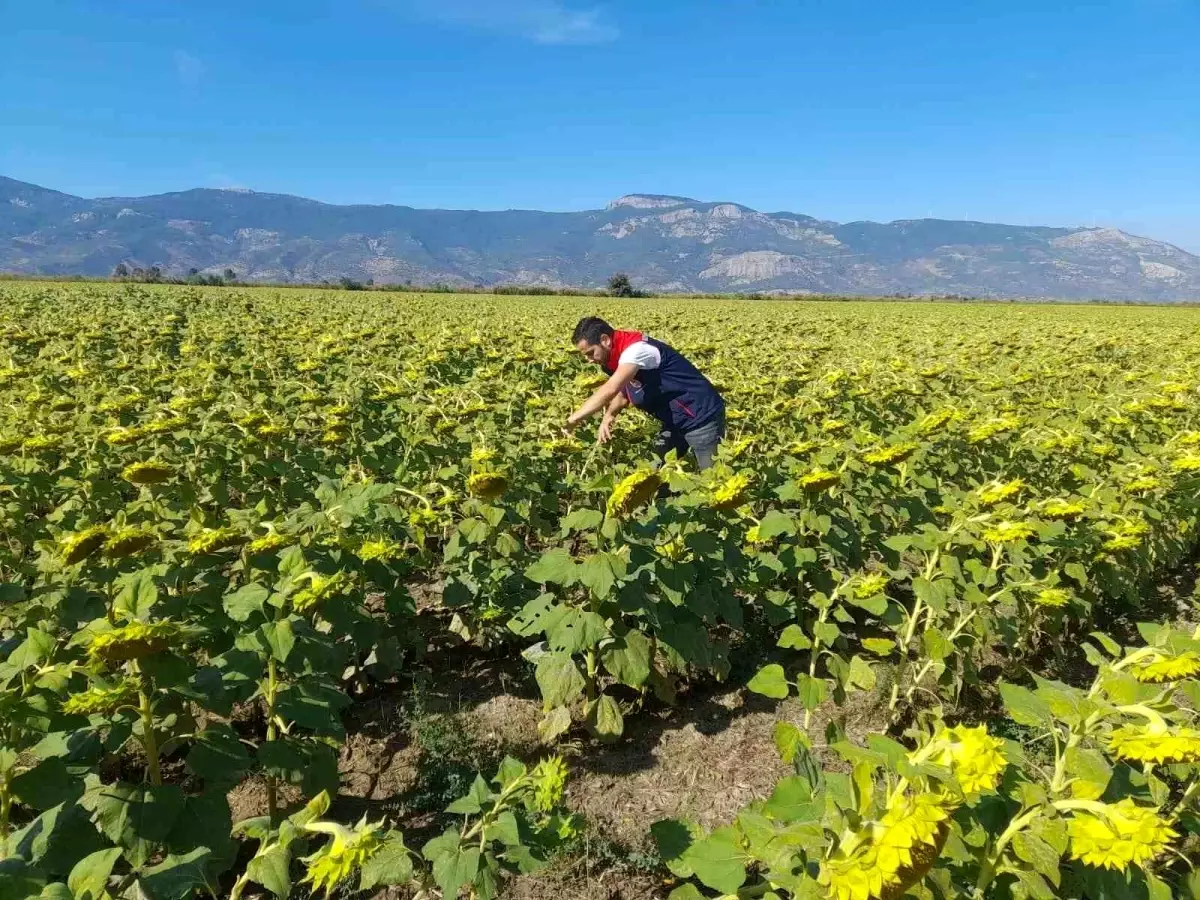 Söke Tarım Müdürlüğü 2025 Desteklemeleri İçin Pamuk ve Ayçiçeği Saha Çalışmaları Yürüttü