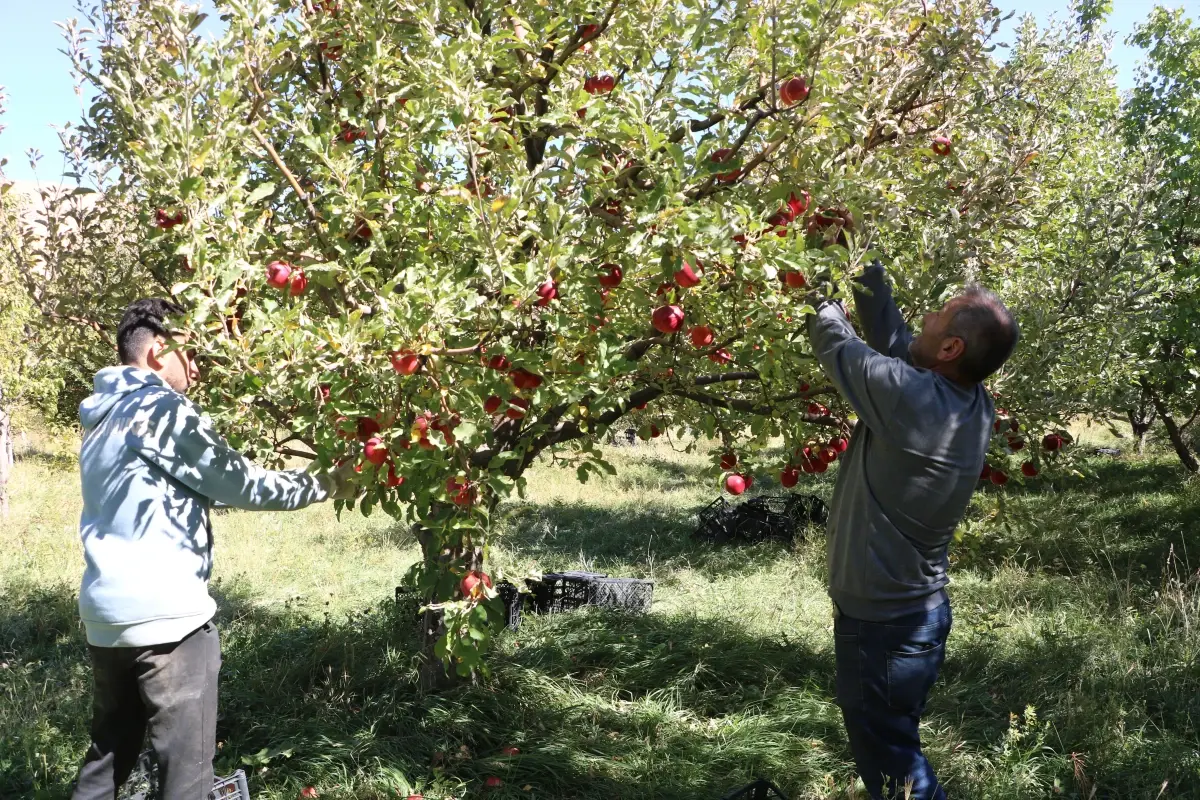 Hakkari'de 200 Ton Elma Hasadı Yapıldı