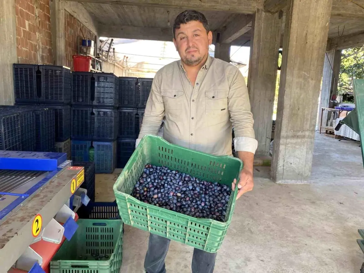 Manisa'da 2025 Zeytin Hasadı Başladı: Kalite ve Fiyatlar Üreticiyi Sevindiriyor