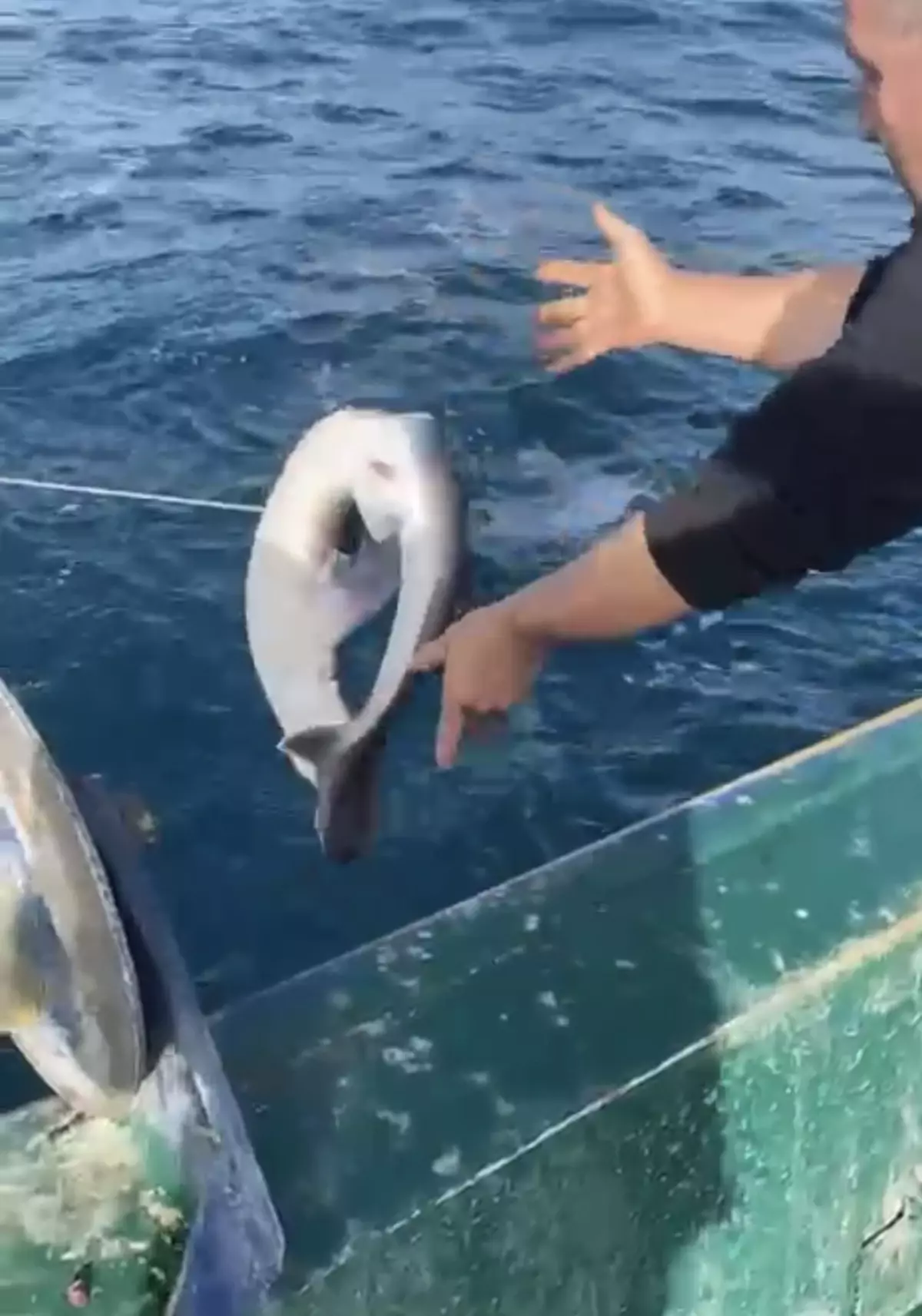 Bartın'da Balıkçıların Ağına Camgöz Köpek Balığı Takıldı