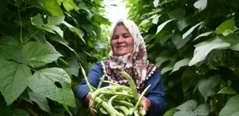 60 Yaşındaki Kadın, 10 Dönüm Arazide Sebze Yetiştiriyor