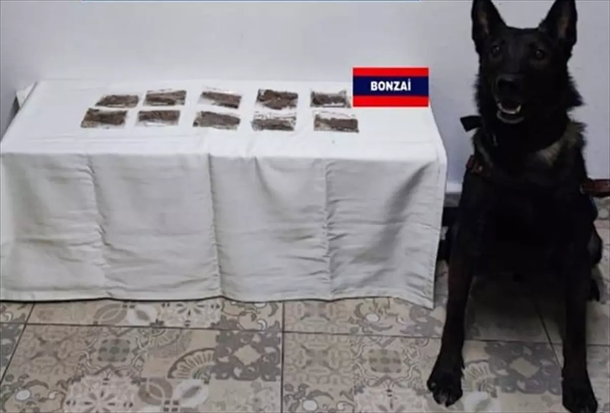 Bolu'da Uyuşturucu Operasyonu: 7 Gözaltı