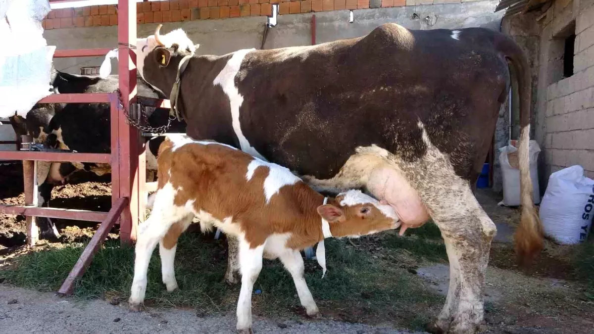 Çalınan Buzağı Polis Tarafından Bulundu, Annesiyle Kavuştu