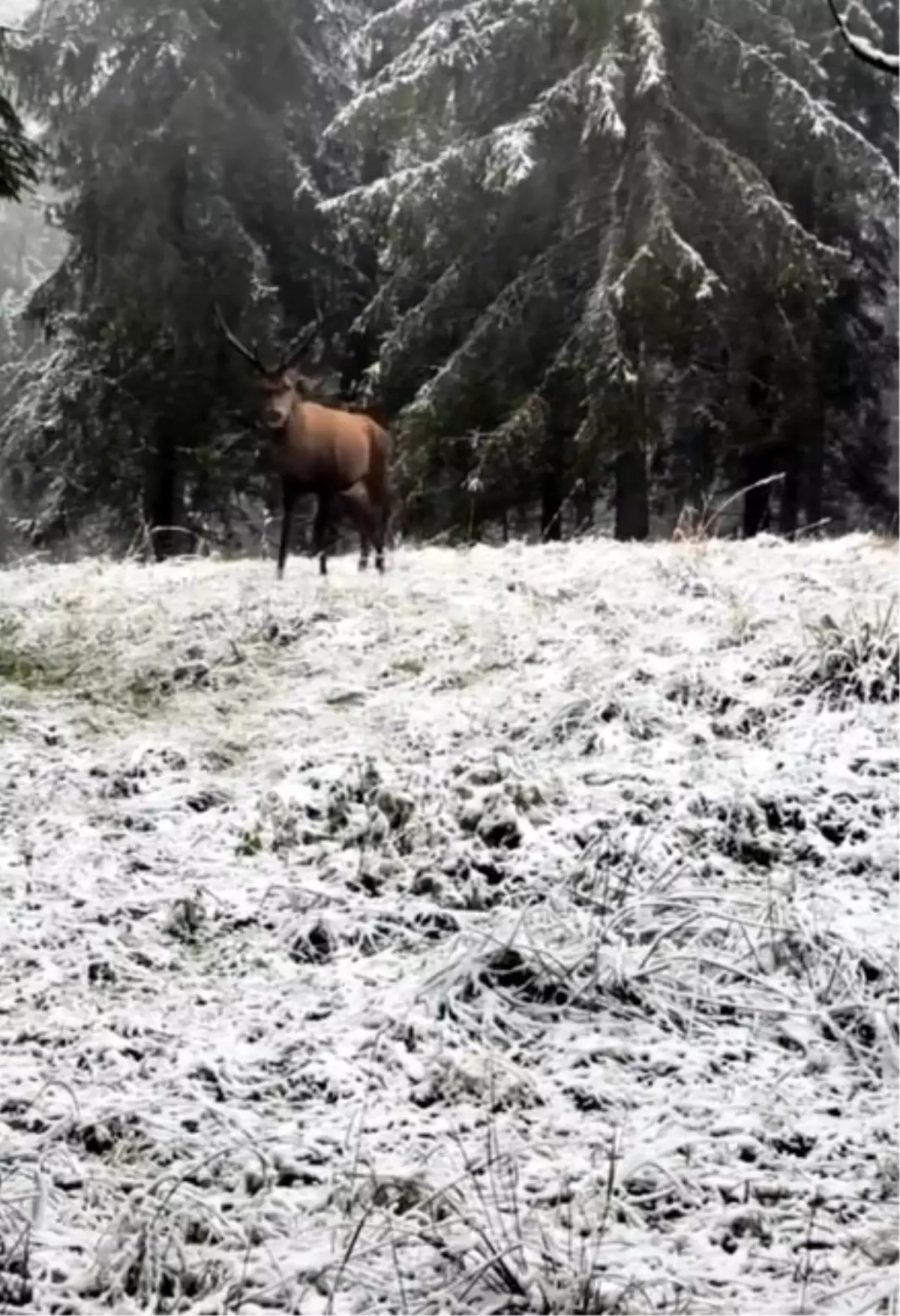 Bolu Ormanlarında Kızılgeyik Görüntülendi