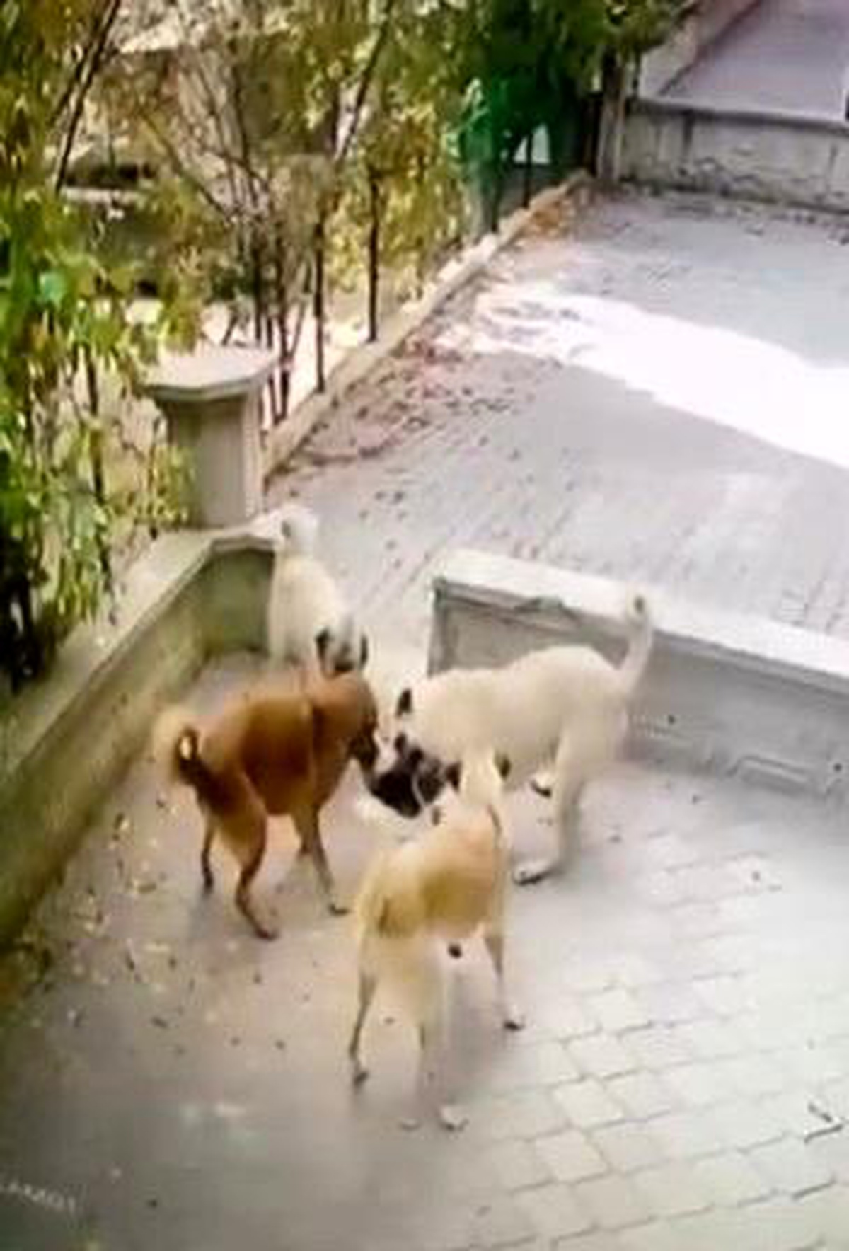 Ankara'da 4 Köpek Kediyi Saldırıya Uğrattı