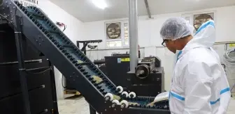 Muğla'da Sokak Hayvanları İçin Mama Üretim Tesisi Kuruldu