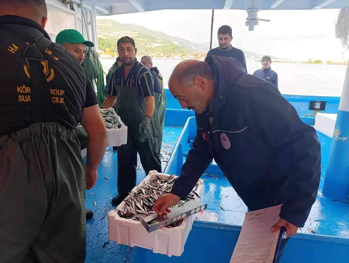 Samsun'da Hamsi Avcılığında Kota ve Üretim Planlaması Uygulamaları Başladı