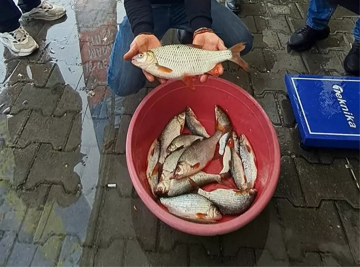 Sapanca'da Kızılkanat Balığı Tutma Yarışması Düzenlendi