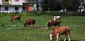 Trabzon Yaylalarında Vargit Çiçeklerinin Görsel Şöleni