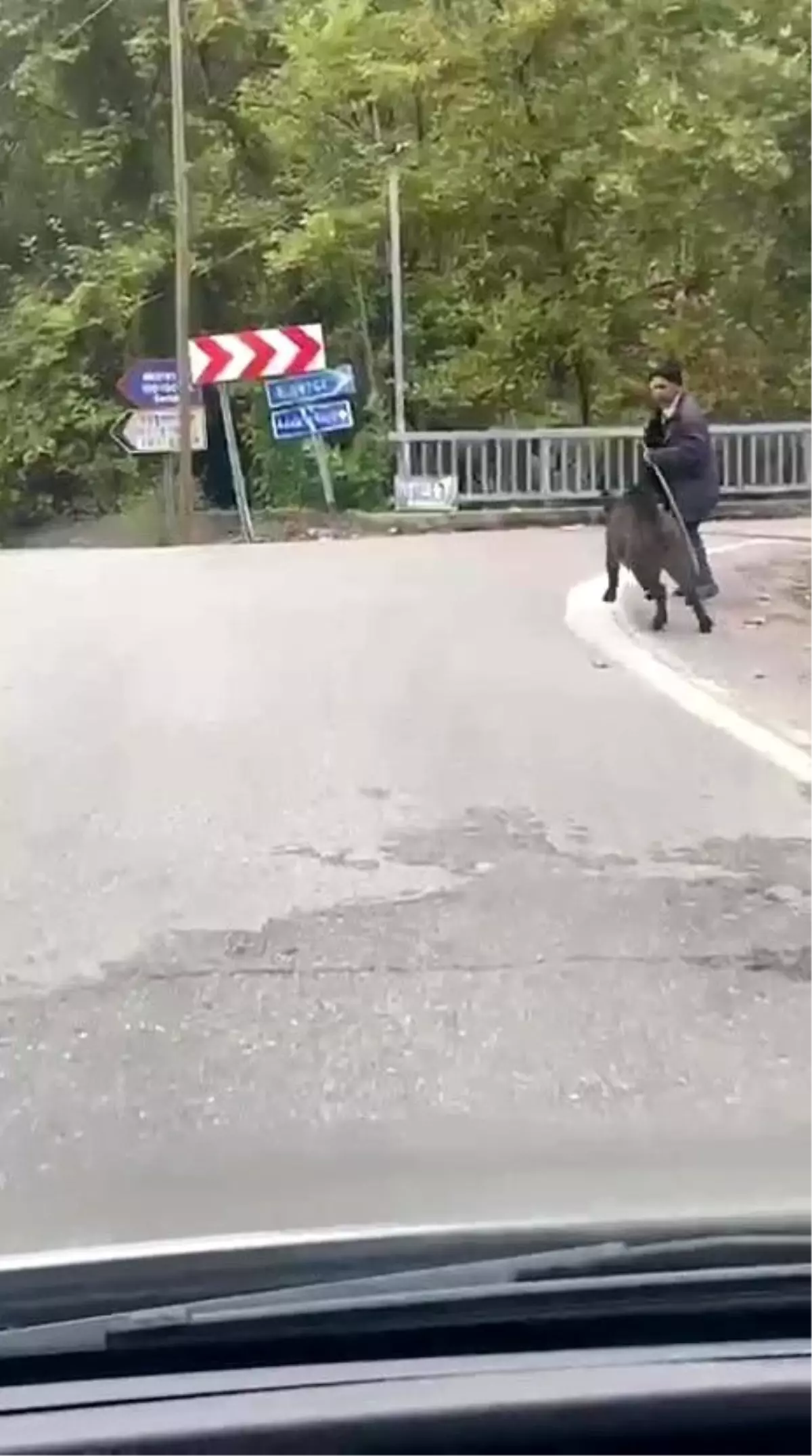 Zonguldak'ta Yaşlı Adam Domuzdan Son Anda Kurtuldu