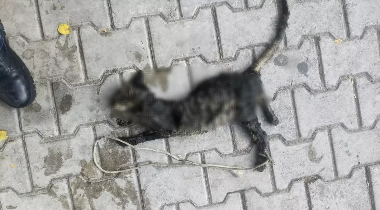 Gemlik'te Ayakları Bağlı Ölü Yavru Kedi Bulundu