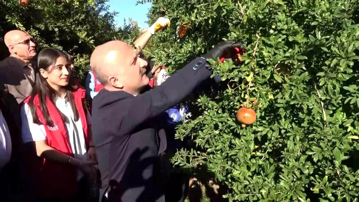Adıyaman'da Nar Hasadı Başladı, İhracat Kapıları Açılıyor