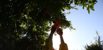 Adıyaman'da Nar Hasadı Başladı