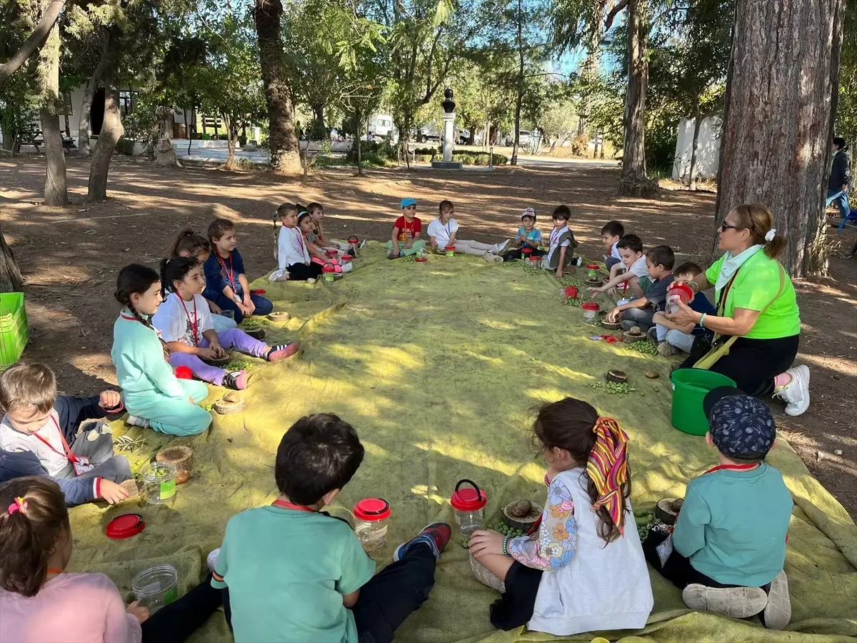 Antalya'da Minik Öğrenciler Zeytin Hasadı Yapıyor