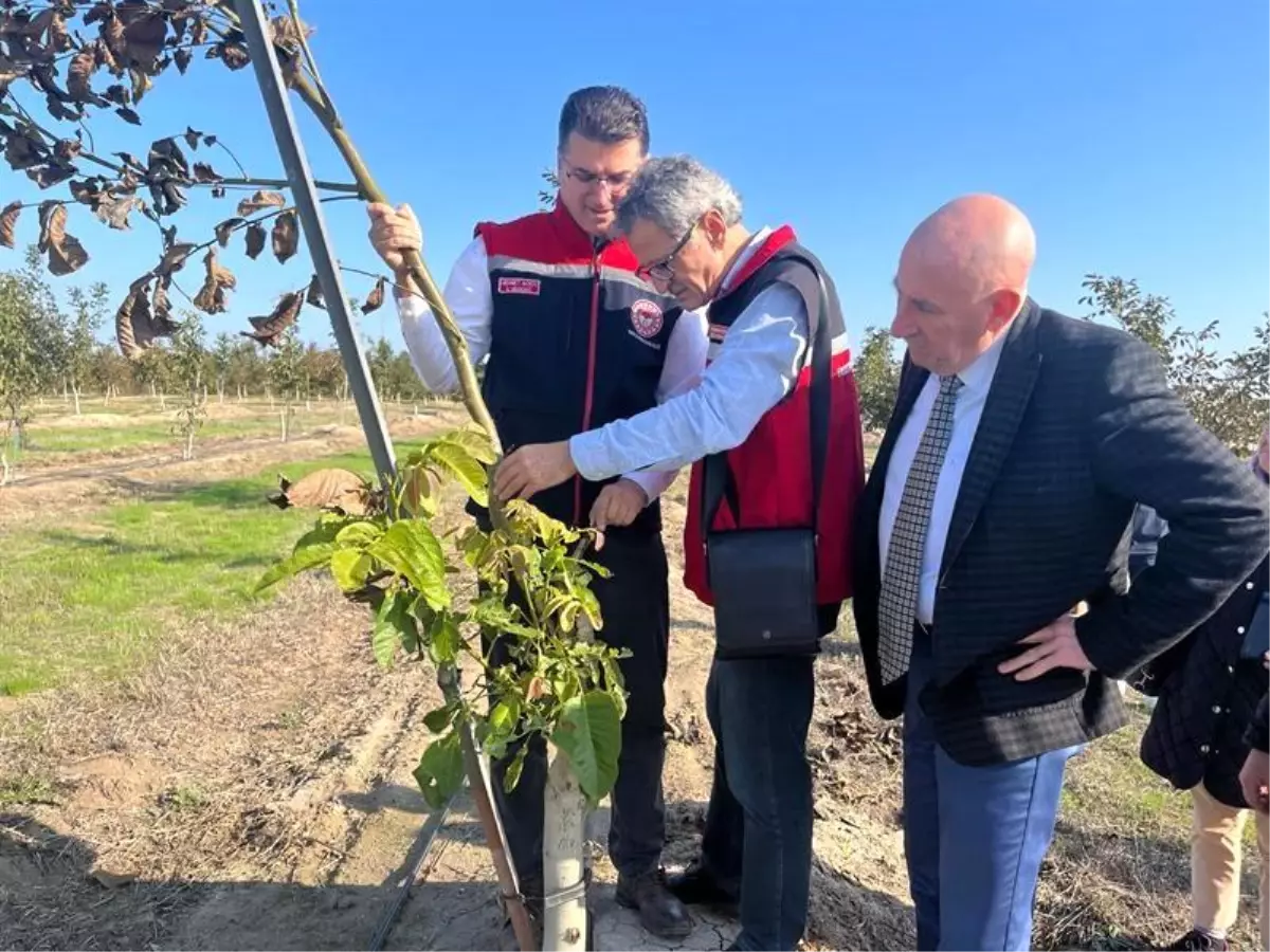 Tekirdağ İl Tarım Müdürü Ceviz Bahçesini Ziyaret Etti