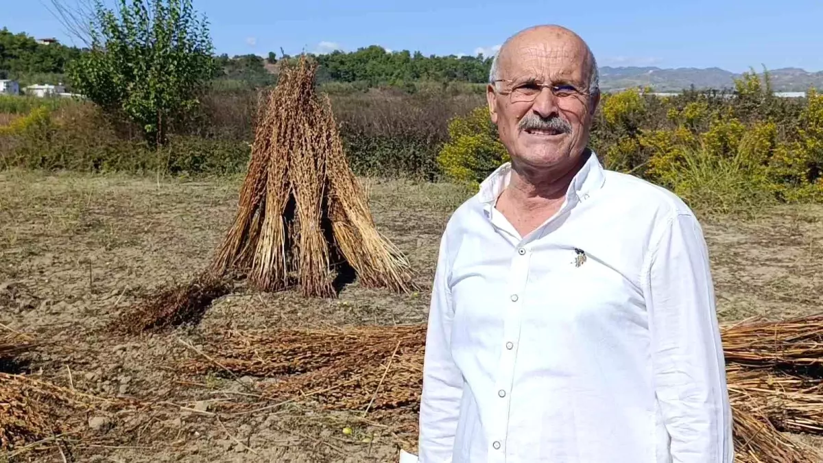 Manavgat'ta Altın Susam Hırsızlığı: 100 Kilogram Susam Çalındı