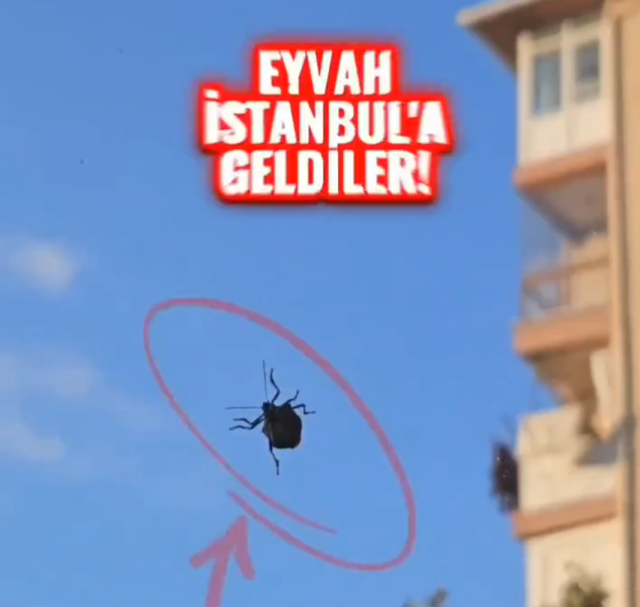 dunyanin sonunu getirecek bocek istanbul da da 19148563 4004 m