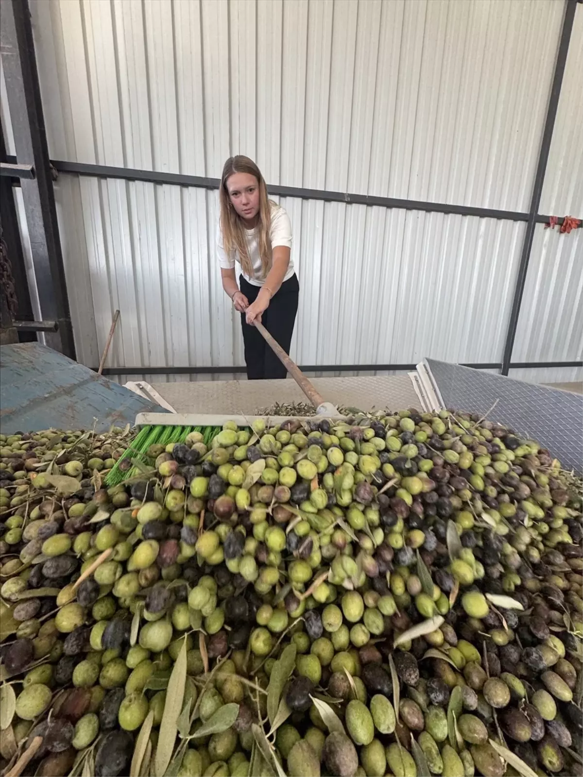 Nihan Işık Yücel, Zeytin ve Zeytinyağı Tesisi Kurdu