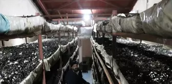 Kadın Girişimci Mantar Üretiminde Başarıya Koşuyor