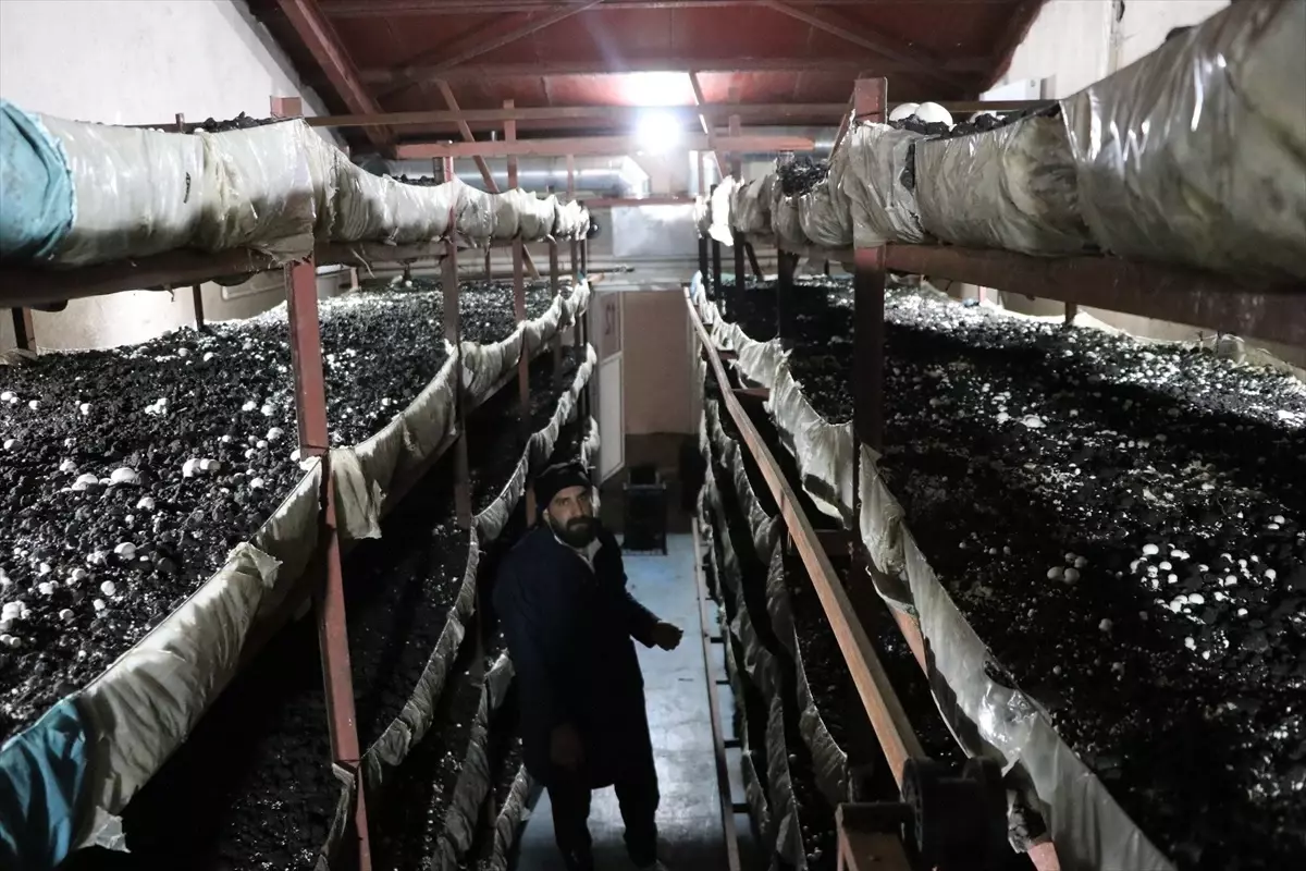 Kadın Girişimci Mantar Üretiminde Başarıya Koşuyor