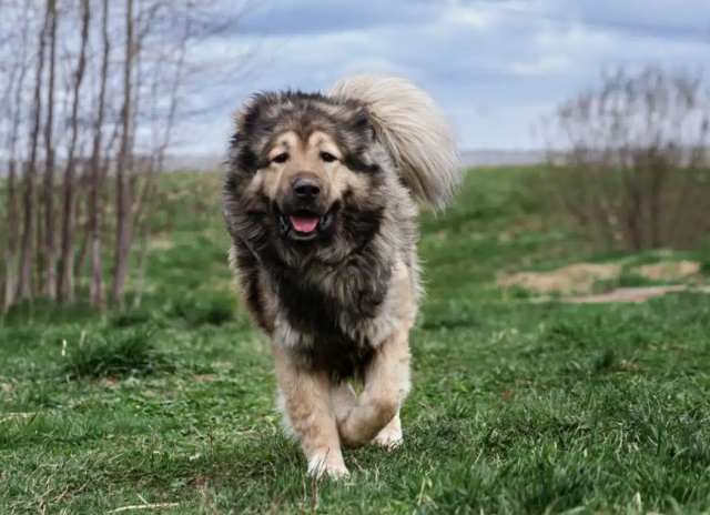 karslilar ile sivaslilar karsi karsiya kangal mi 19150093 1307 m