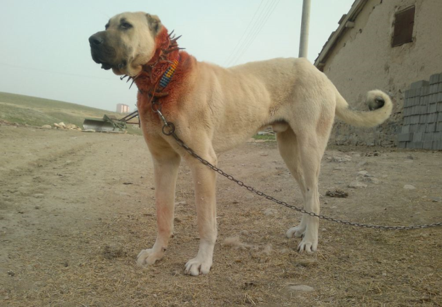karslilar ile sivaslilar karsi karsiya kangal mi 19150093 9839 m