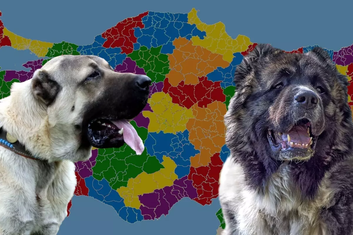 Karslılar ile Sivaslılar karşı karşıya: Kangal mı yoksa Kafkas çoban köpeği mi?