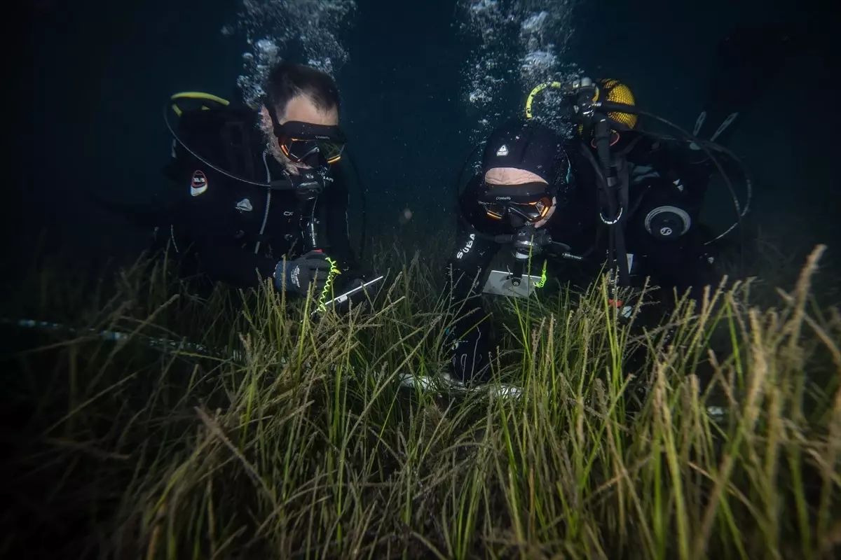 Marmara'da deniz çayırlarının genel durumunun iyi olduğu gözlendi