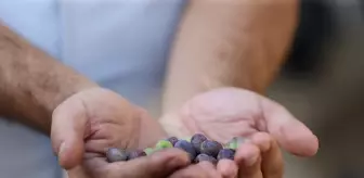 Payas'taki 1358 Yaşındaki Anıt Zeytin Ağacı Zeytin Veriyor