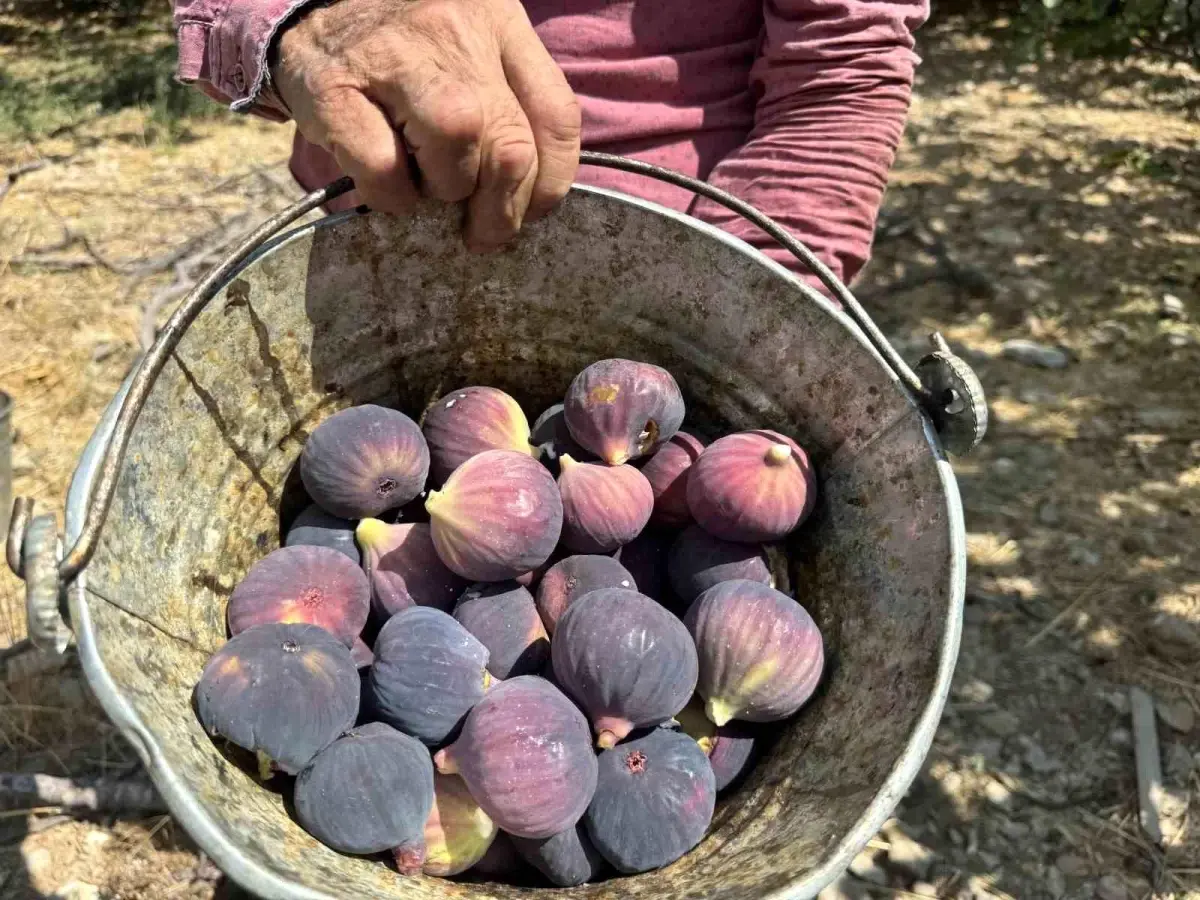 Antalya'da Bursa Siyah İnciri Hasadı Hava Şartları Nedeniyle Gecikti