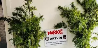 Artvin'de Uyuşturucu Operasyonu: 1 Kilo Esrar Ele Geçirildi