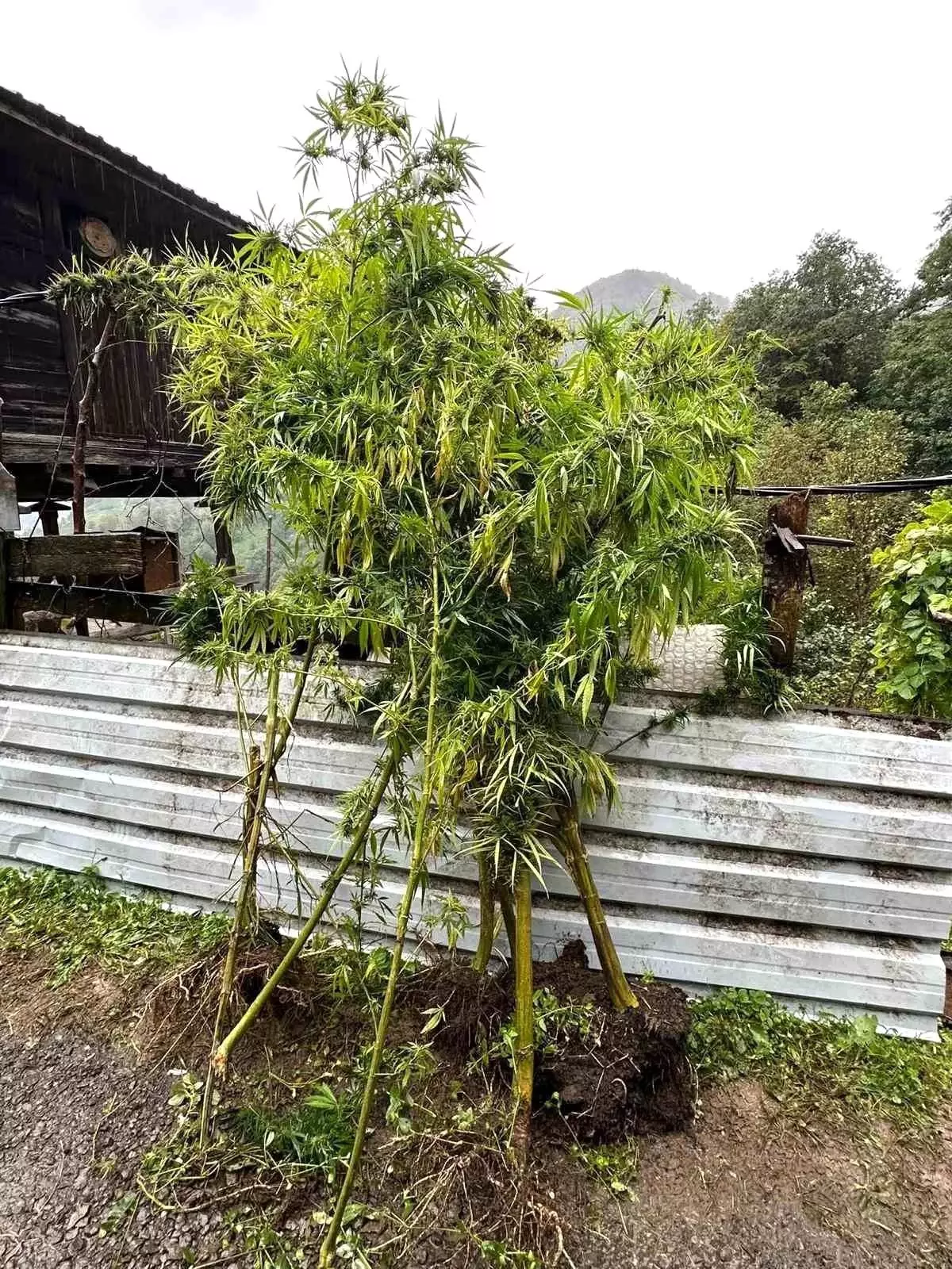 Artvin'de Uyuşturucu Operasyonu: 5 Gözaltı