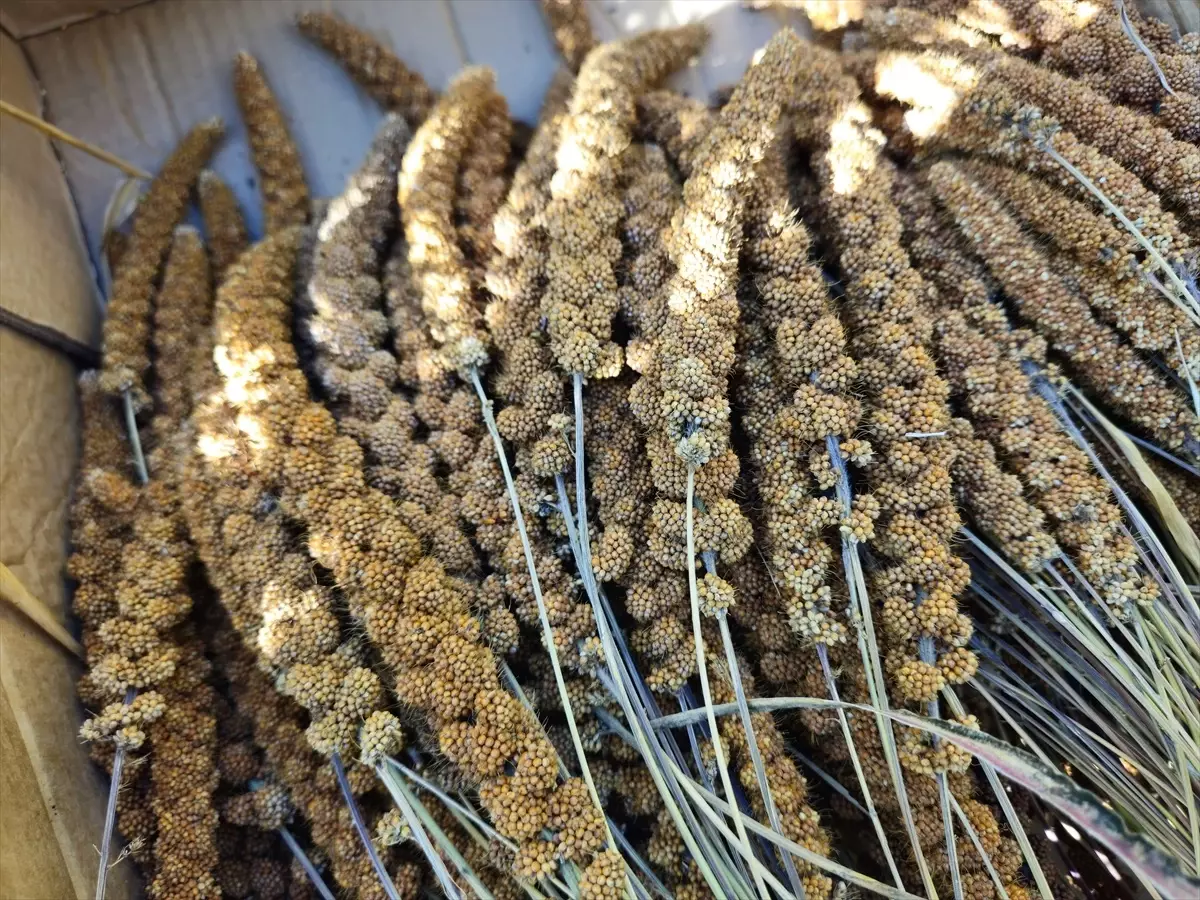 Balıkesir'de Daldarı Bitkisi Hasadı Başladı